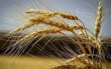 خودکفایی ایران در تولید گندم تا سال آینده